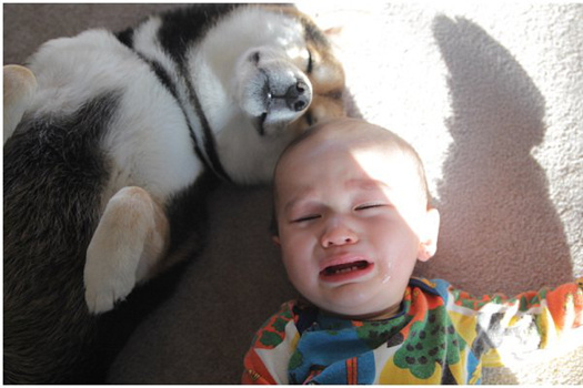 日本人母が撮った「赤ちゃんと柴犬の毎日」、中国のネット上で大人気