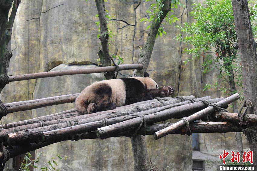 木の上で昼寝する「カンフーパンダ」