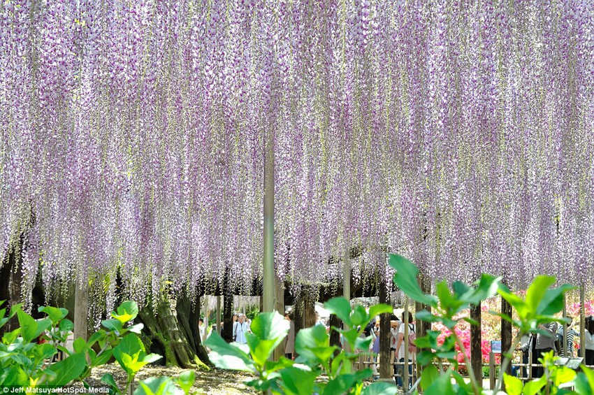 アバターの「魂の木」のような日本の藤の花