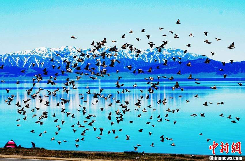 新疆　夏の渡り鳥の楽園の賽里木湖