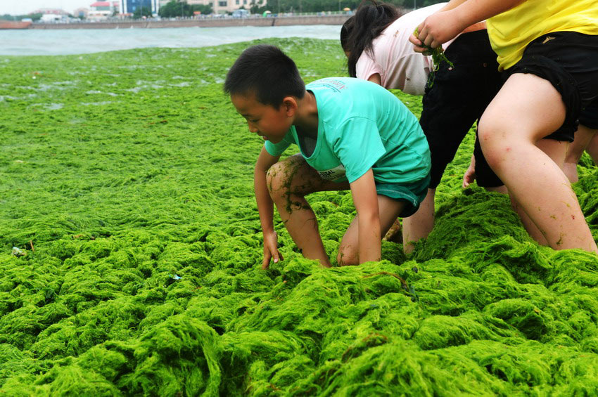 青島で大規模な藻が発生 (2)