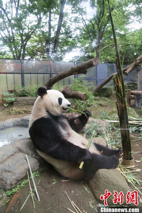 東京・上野動物園　パンダ「シンシン」の公開を再開