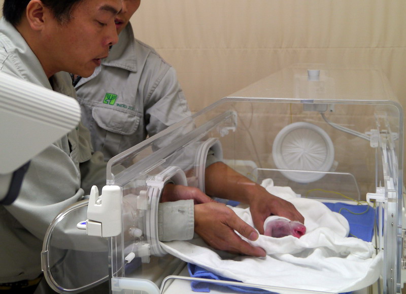 7日、新しく生まれたパンダの赤ちゃんを丁寧に世話する台北市動物園の専門家。