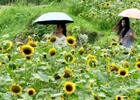 「中国で最も美しい農村」ブ源県篁嶺の花盛りの棚田
