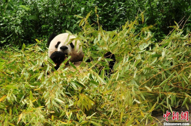 四川省臥竜　野生化訓練対象のパンダに豪雨の影響なし