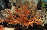 台湾の珊瑚が中国大陸部からの観光客に人気