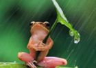 インドネシア　「傘を指して雨宿りするカエル」はやらせ写真？