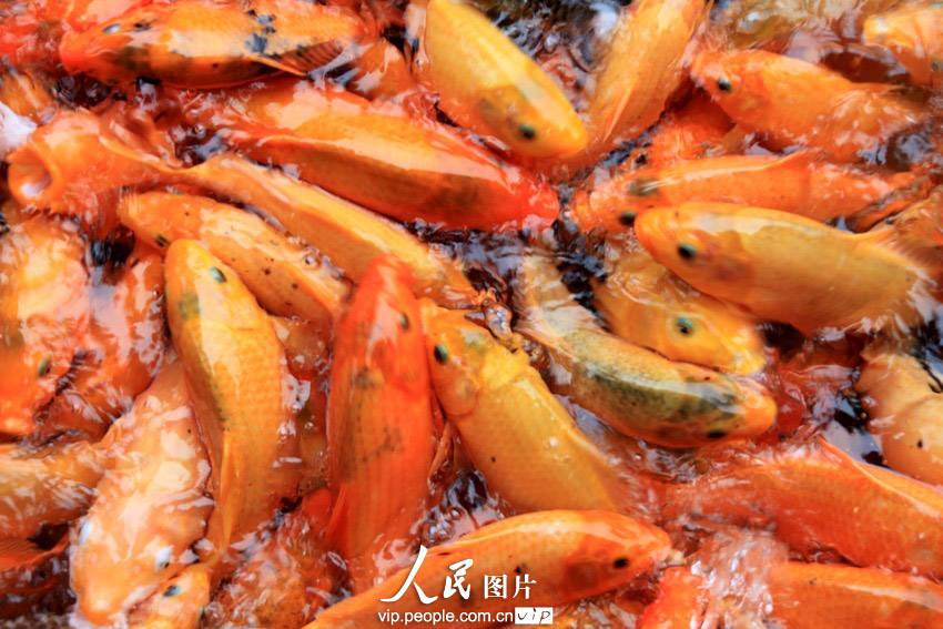 浙江省千島湖　涼しげに泳ぐ10万匹の金魚