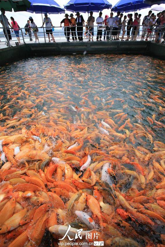 浙江省千島湖　涼しげに泳ぐ10万匹の金魚