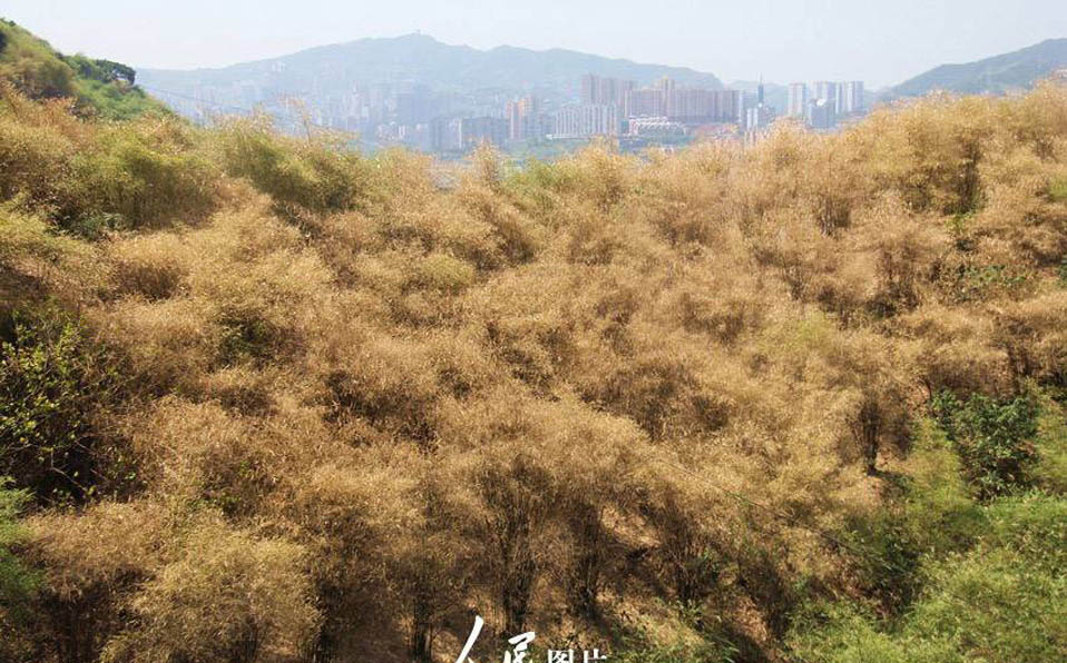 重慶で引き続き高温　フ陵長江両岸で枯れる竹