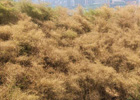 重慶で引き続き高温　フ陵長江両岸で枯れる竹