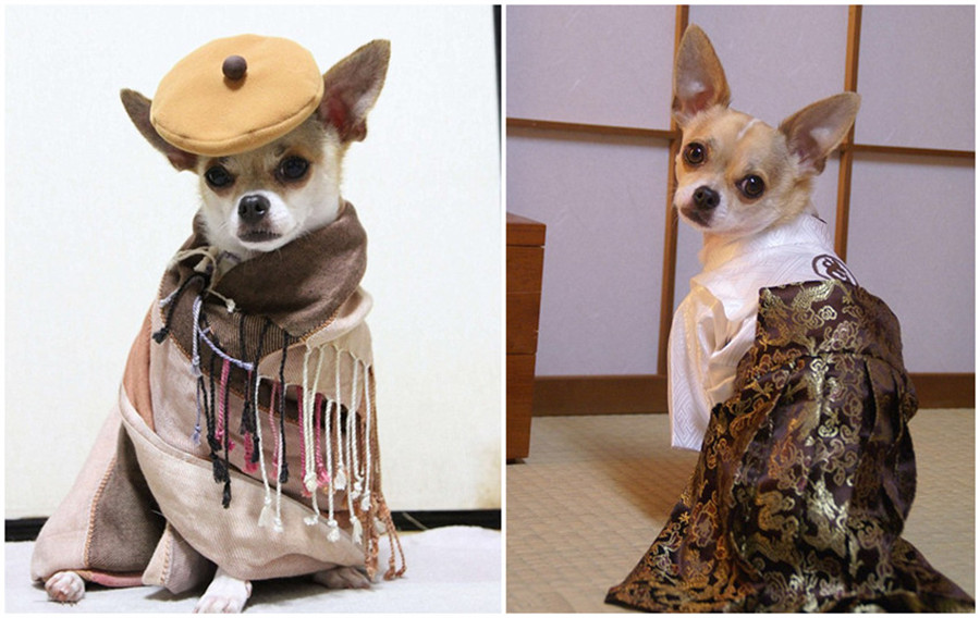 世界一おしゃれなイヌのファッション
