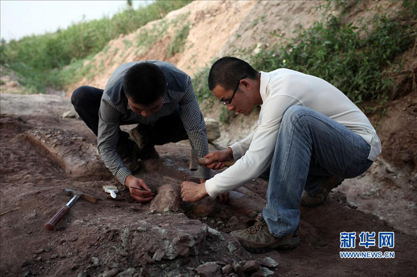 山東省莱陽市　化石の発掘・保護作業の現場に迫る (3)