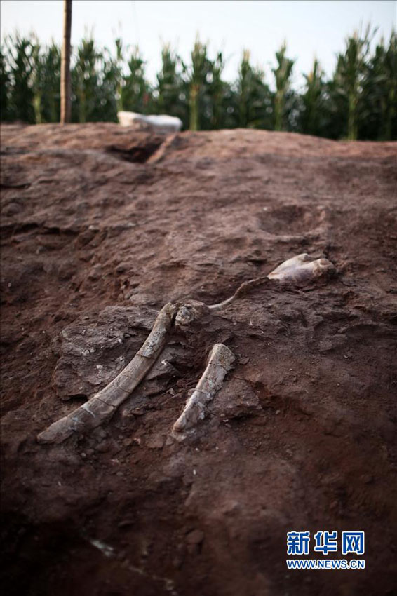 山東省莱陽市　化石の発掘・保護作業の現場に迫る (2)