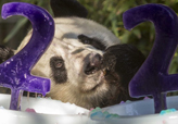 米カリフォルニア州のパンダが22歳の誕生日を迎える