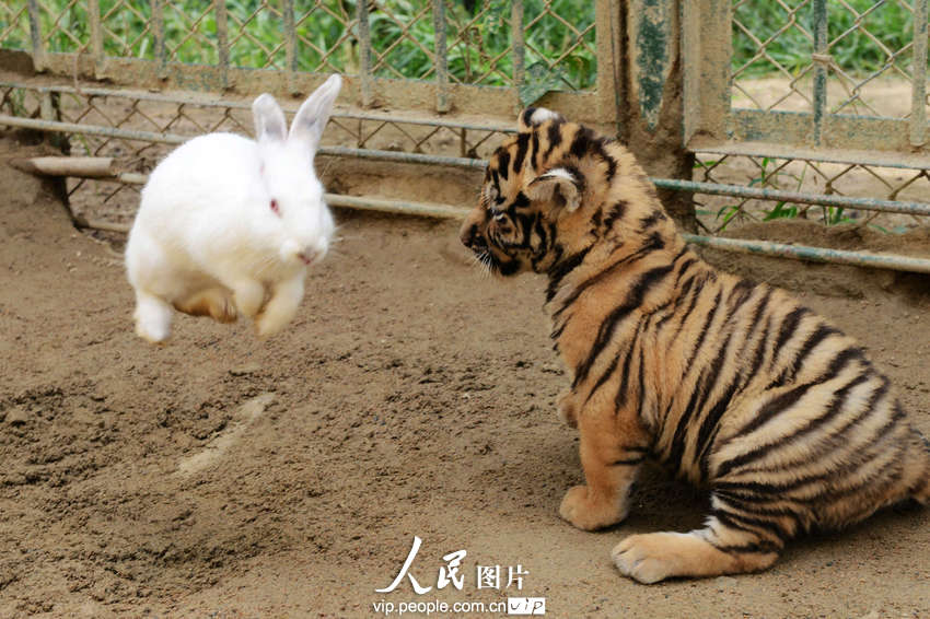 山東青島森林野生動物世界で10日、追いかけてくるヒョウの子どもをかわすウサギ。