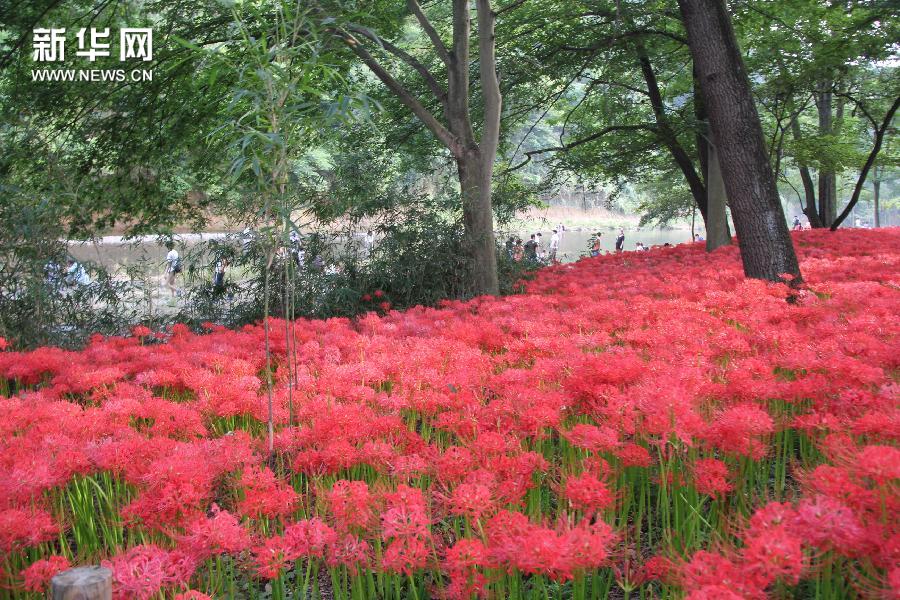 日本最大の彼岸花の群生地で開花シーズン