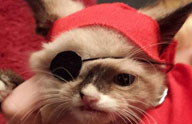 米　海賊に扮する「片目のネコ」が人気
