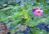 甘粛省青城古鎮　江南の水郷の情緒あふれるハスの池