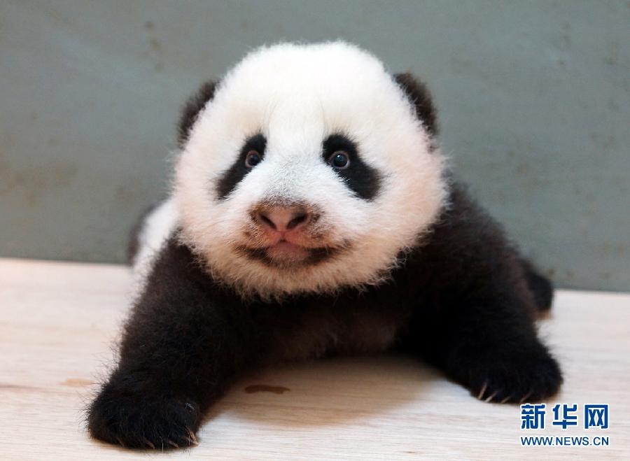 パンダの赤ちゃん「円仔」がすくすくと成長