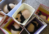 中国パンダ保護研究センター　パンダの赤ちゃんたち