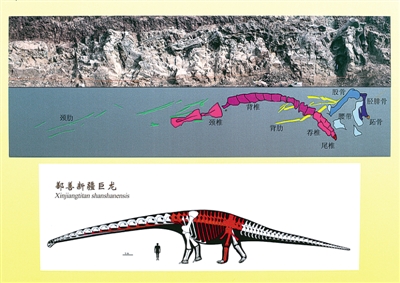 専門家が化石を元に作成した「ゼン善新疆巨竜」の骨格と復元図＝10月10日