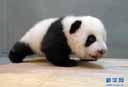 パンダの赤ちゃん「円仔」がよちよち歩き　台湾