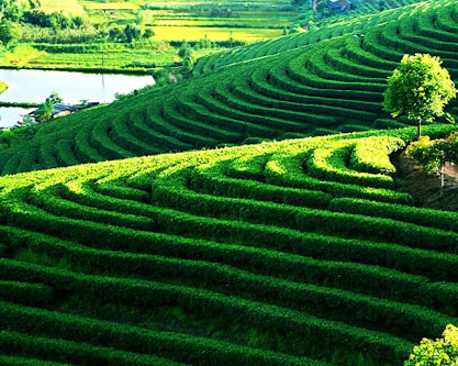 プーアルは世界の茶の木の原産地、「プーアル茶」のふるさと、茶馬古道の源である。