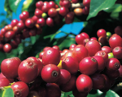 プーアル市は快適な気候と優れた環境を持つ、世界コーヒー栽培の最も理想的な地域の一つだ。