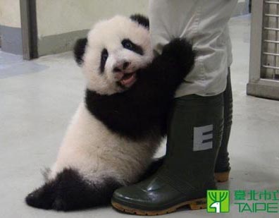 パンダの赤ちゃんが体重8キロまで成長