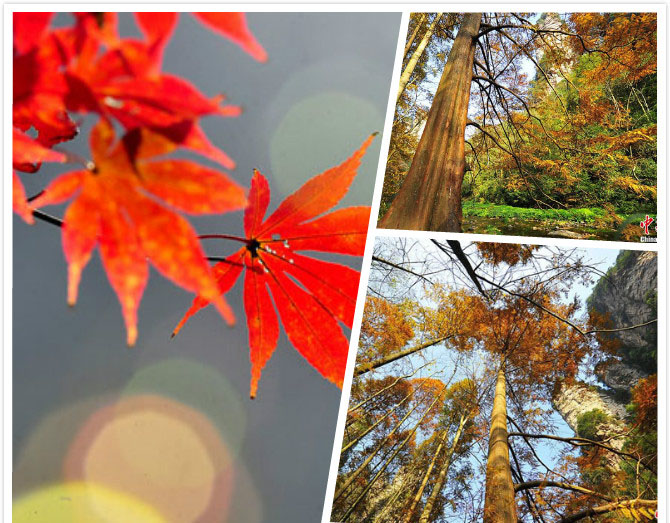 湖南省張家界の美しい秋景色