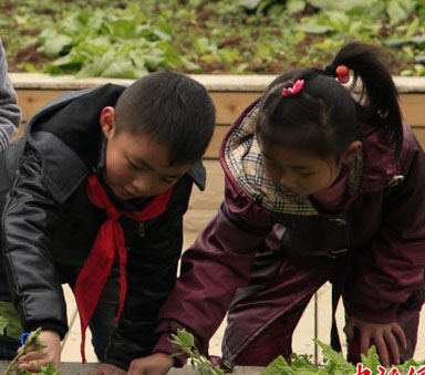 貴州の小学生が屋上農園を体験