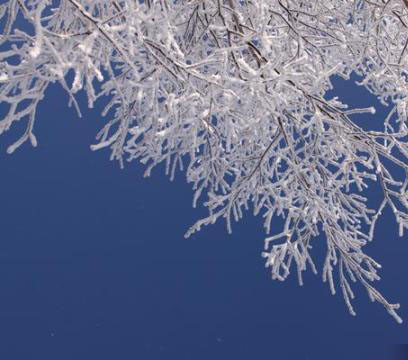 新疆・アルタイ　雪の後の樹氷の風景