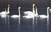 ハ陽湖の湿地に10万羽の白鳥や雁が飛来