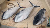 日本の漁船が禁漁エリアでミンククジラを捕殺