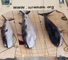 日本の漁船が禁漁エリアでミンククジラを捕殺