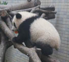 「円仔」の一般公開から3日目　台北動物園が写真を公開