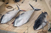 日本の漁船が禁漁エリアでミンククジラを捕殺