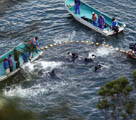 日本でイルカの屠殺を実施か　和歌山湾で再び凄惨な場面