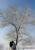 吉林省の美しい樹氷の風景
