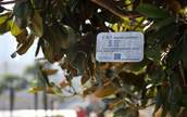 安徽省合肥　樹木に2次元バーコードの「身分証」