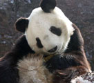 雪の中で可愛らしい姿を見せる秦嶺のパンダ
