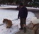 トラを連れて公園を散歩する飼育係