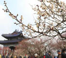 南京国際梅花祭が開幕