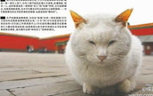 北京・故宮で暮らす100匹以上のノラ猫