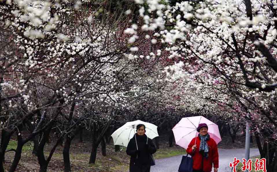 上海で臘梅が開花　春の訪れ