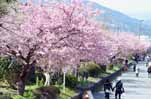 日本の伊豆半島　春を告げる桜