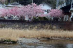 日本の伊豆半島　春を告げる桜