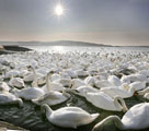 英国　日光浴する白鳥の群れ