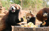 普洱太陽河国家森林公園 可愛いレッサーパンダ
